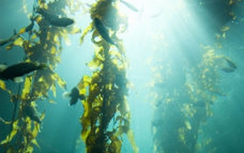 The Benefits of Kelp in Weight Loss